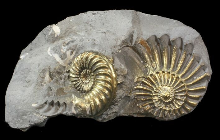 Pyritized Pleuroceras Ammonite Cluster - Germany #42768